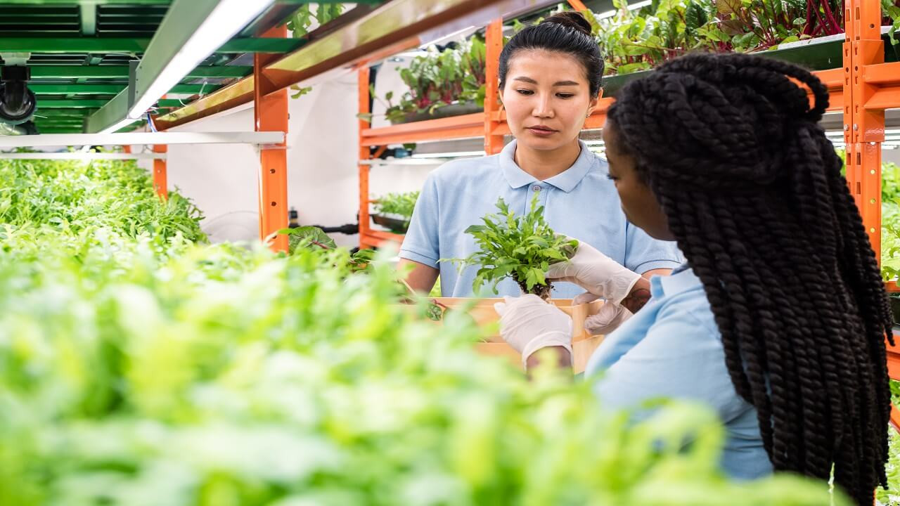Ziraat Mühendislerinin En Kolay İş Bulacağı Ülkeler